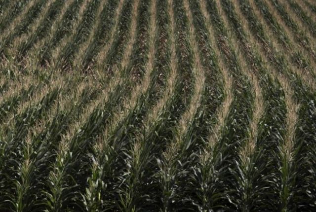 A corn field is seen in DeWitt, Iowa