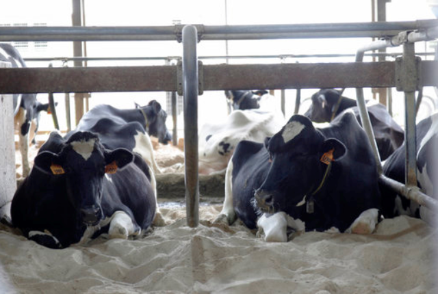 Researchers say happiness turns dairy cows into cash cows