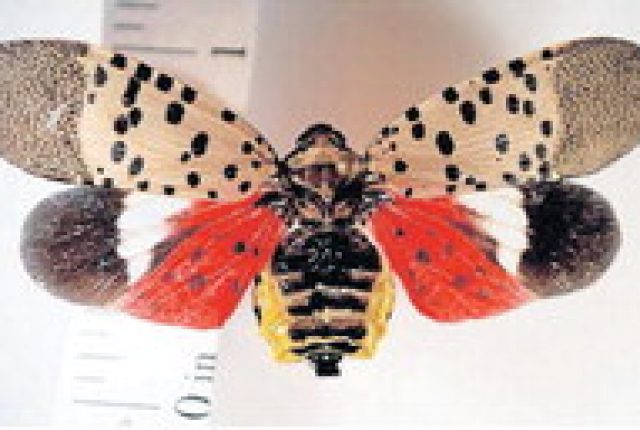 State’s lanternfly outbreak has all of US growers worried